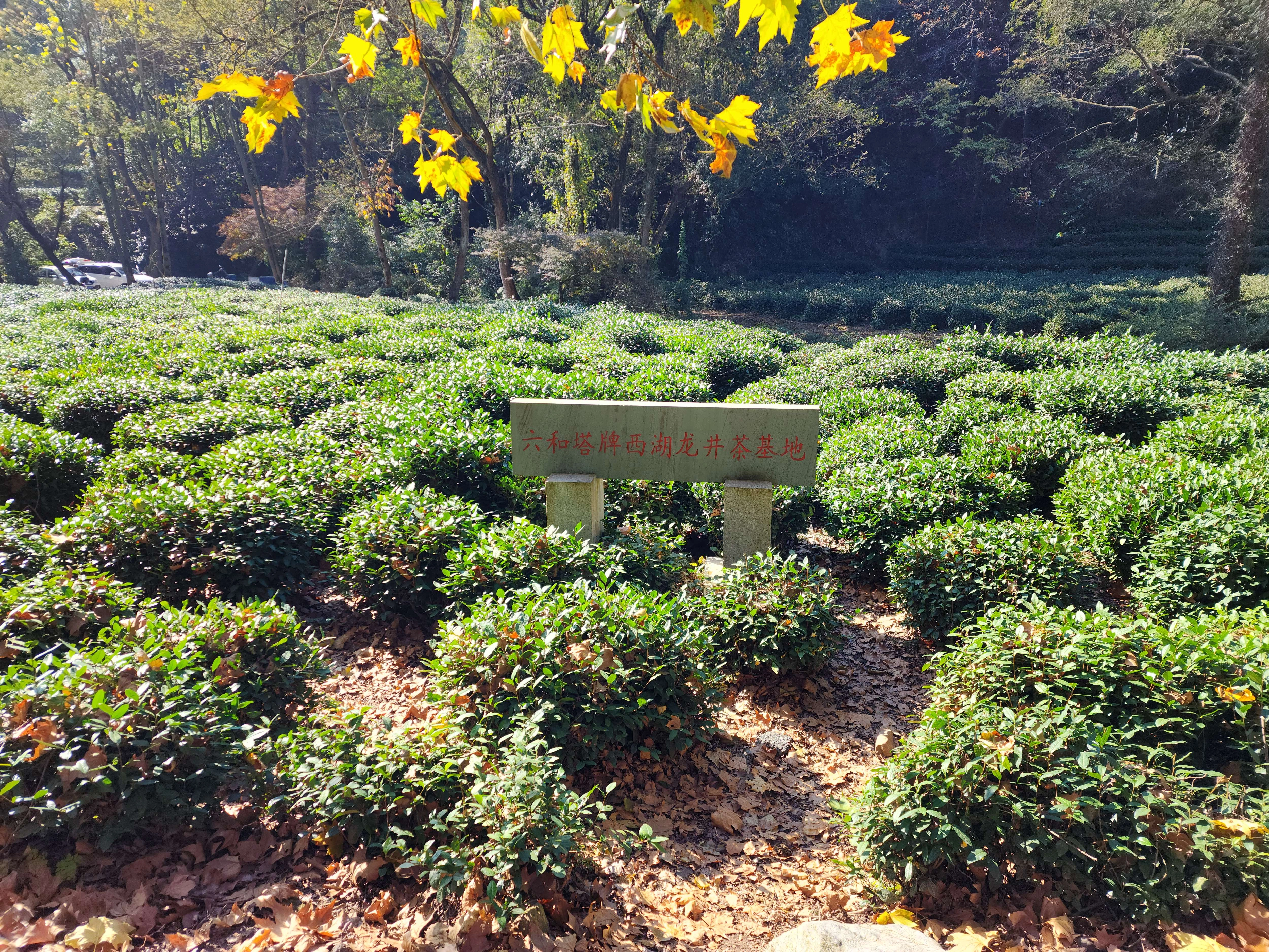 杭州西湖龍井茶基地